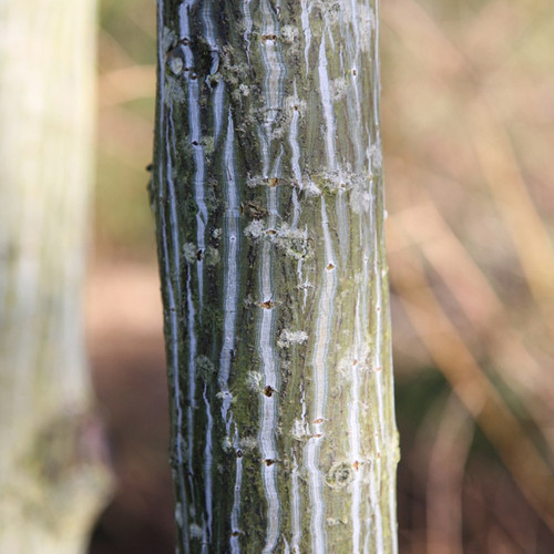 Acer davidii viper tree - davidii, 'viper'