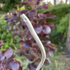 Tomato Spiral Climbing Plant