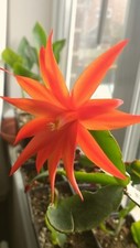 Orange easter cactus - orange,