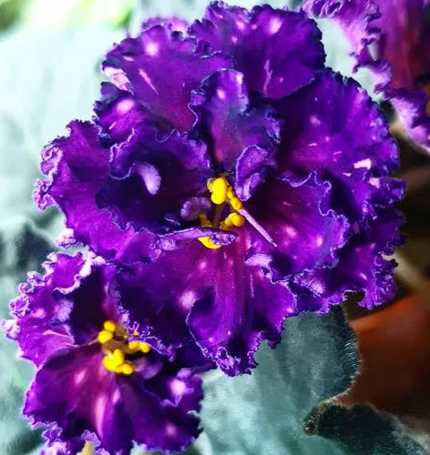 African violet fresh cut - african,