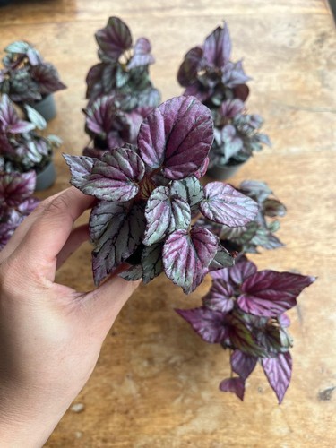 Begonia hugh mclauchlan plant - mclauchlan,