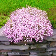 Creeping Rose Baby's Breath Cascading Perennial - 100x Seeds - Flower