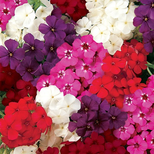 Phlox 21st century - 21st, vibrant