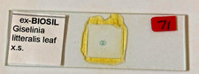 Ex-Biosil Microscope Specimen Slide #24 - "Giselinia Litteralis Leaf XS"