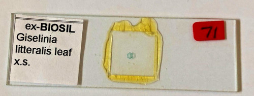 Biosil microscope specimen - ex-biosil,