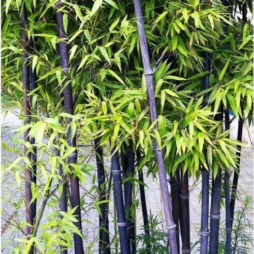 Black bamboo seeds - 50+black,