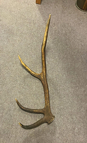 Huge single red deer antler - huge,