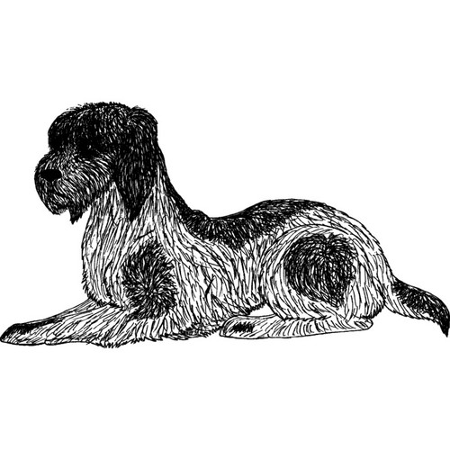 Italian spinone unmounted - 'italian,