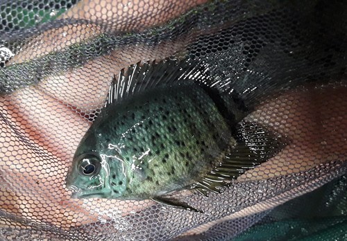 Red spotted turquoise severum - spotted,