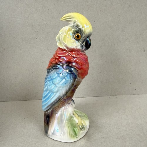Parrot jema holland lustre - jema,