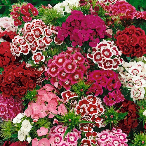 Mixed pink white red - uk,