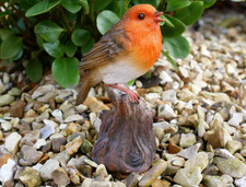 Tweeting Garden Robin Bird
