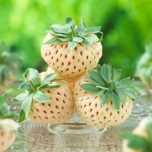Strawberry pineberry fragaria - strawberry,