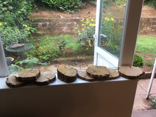 Oak wood tree cookie slab - tree,