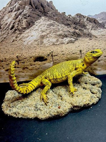 Taxidermy mount yellow - mount,