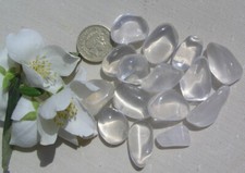 10 Clear (White) Girasol