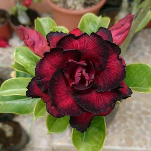 Desert rose seedlings - 10,