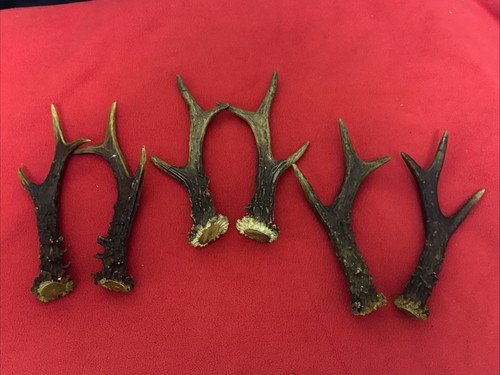 Pairs roe deer - of, antlers