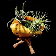 Beautiful Air Plant Tillandsia garden in bala shell and driftwood stand