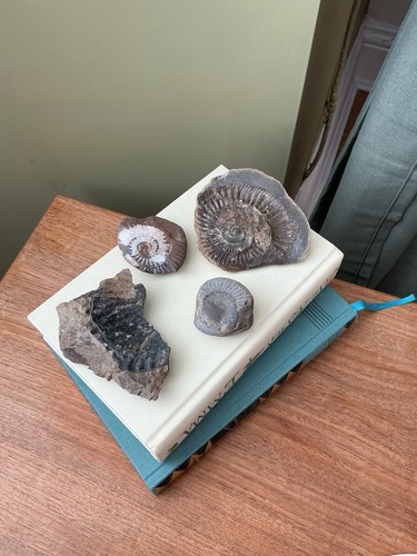 Ammonite collection - ammonite,