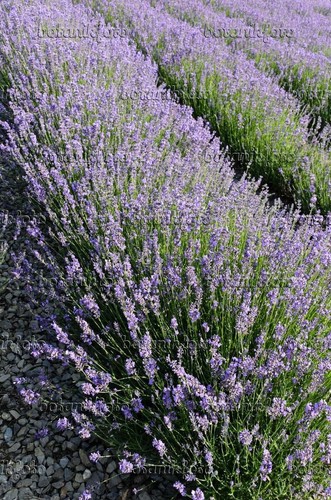 Lavender common english - x3,