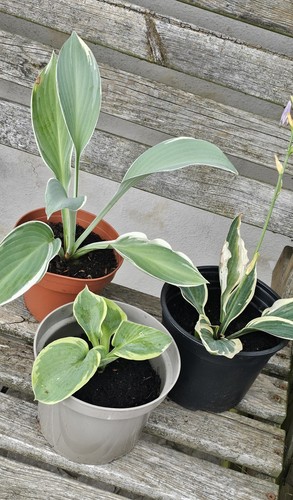 Hosta mixed perennial - hosta's,