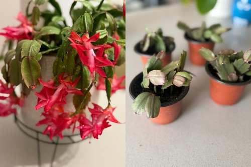 Rare christmas cactus - christmas,