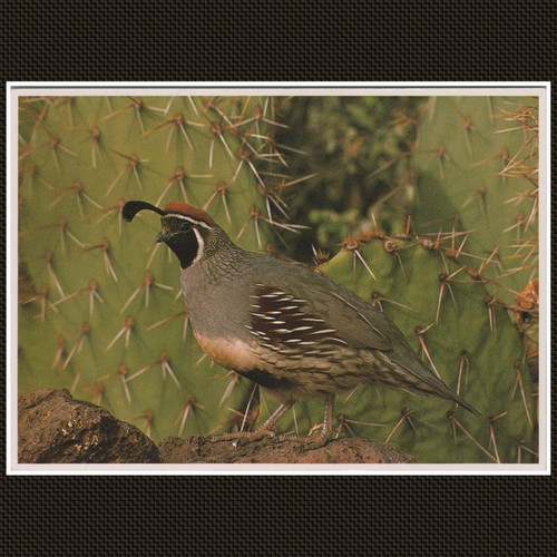Gambel quail desert - desert, bird