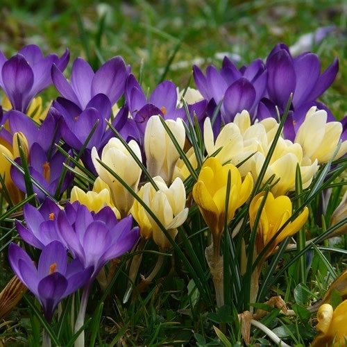 100 mixed crocus vernus large - mixed,