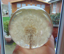 VINTAGE HAFOD GRANGE DANDELION