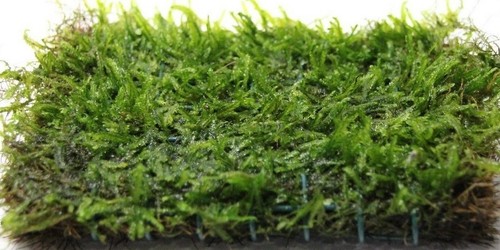 250g java moss - 250g,