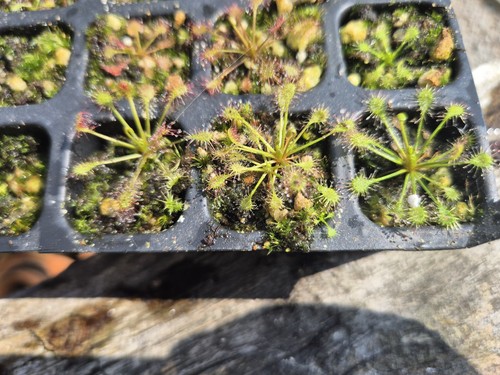 Drosera intermedia one plug - drosera,