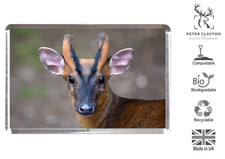 Fridge Magnet: Muntjac Deer Stag Buck Portrait Animal | Wildlife | Eco Friendly