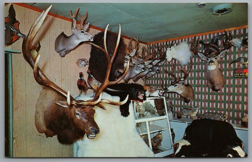 Sandy utah jarvie taxidermy - sandy,