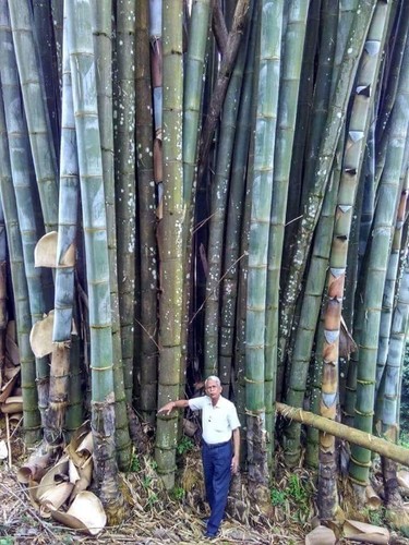 100 huge dragon - seeds, |
