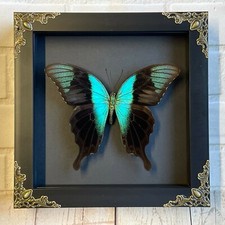 Peranthus Swallowtail Butterfly (Papilio peranthus) Baroque Display Box Frame
