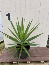 yucca plant indoor