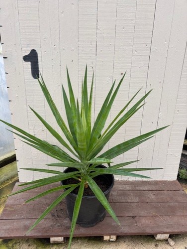 Yucca plant indoor - plant,