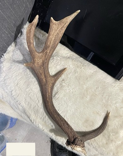 Fallow deer antler - deer,