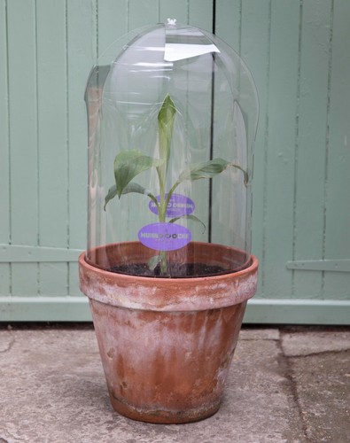 Munro garden cloche medium - garden, cloche,