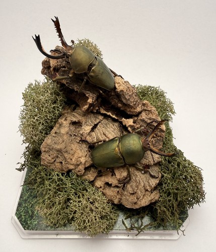 Lamprima adolpinae stag - 2,