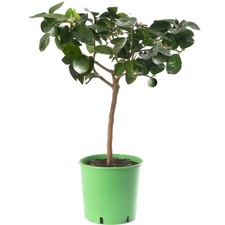 Assorted Indoor Citrus Trees Collection Lemon, Lime, Orange, Grapefruit, Kumquat