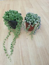 String of Pearls Bundle (Green