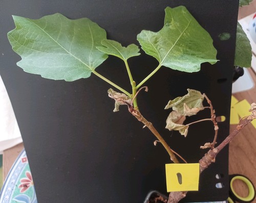 Small fig tree well - fig, tree,