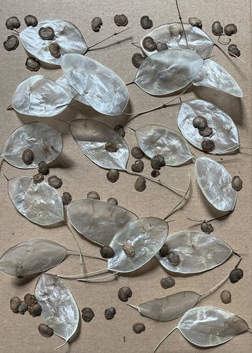 App dried honesty lunaria - 20,