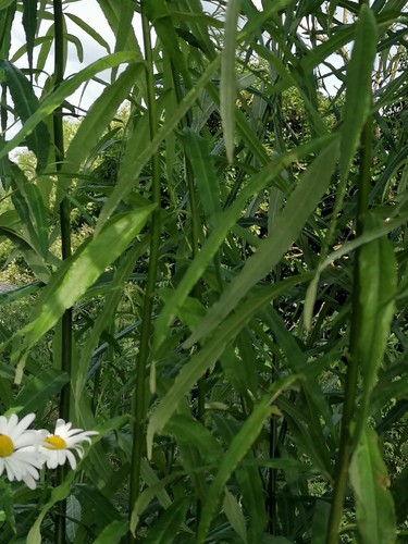30cm long very hardy - 10,