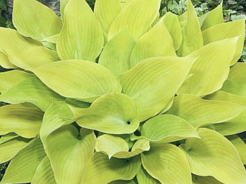 Hosta sunny halcyon - sunny,
