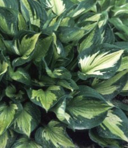 Hosta whirlwind medium - hosta,