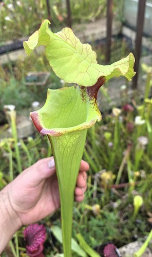 Sarracenia lurch small size - sarracenia,
