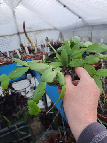 Schlumbergera buckleyi - schlumbergera, x